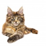 Cat of the Day - 18th January 2021 - Maine Coon
