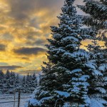 Photo of the Day - 13th January 2021 - Atmospheric sunrise on a snowy morning