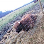 Photo of the Day - 15th January 2021 - This Hay is MINE!