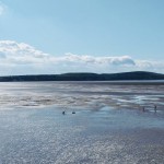 Photo of the Day - 17th January 2021 - Beachcombing