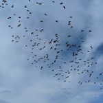 Photo of the Day - 19th January 2021 - Murmuration