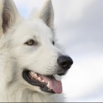 Dog of the Day - 22nd January 2021 - White German Shepherd