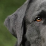 Dog of the Day - 25th January 2021 - Black Labrador