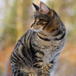 Cat of the Day - 24th January 2021 - Mackerel Tabby