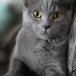 Cat of the Day - 26th January 2021 - Russian Blue