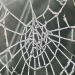 Photo of the Day - 21st January 2021 - Frozen Cobweb