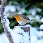 Photo of the Day - 25th January 2021 - Robin