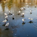 Photo of the Day - 26th January 2021 - On thin ice