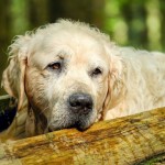 Dog of the Day - 1st February - Golden Retriever