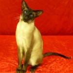 Cat of the Day - 28th January 2021 - Dougal