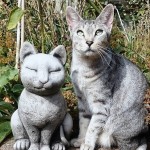 Cat of the Day - 29th January 2021 - Twins