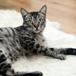 Cat of the Day - 2nd February 2021 - Silver Tabby