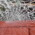 Photo of the Day - 27th January 2021 - Cobwebs
