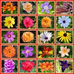 Photo of the Day - 29th January 2021 - Flowers