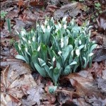 Photo of the Day - 2nd February 2021 - First Snowdrops