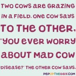 Joke: Two cows are grazing in a field. One cow says to the other, "You ever worry about that mad cow disease?" The other cow says,