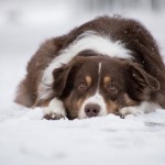 Dog of the Day - 5th February 2021 - Australian Shepherd Dog