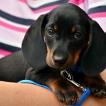 Dog of the Day - 7th February 2021 - Dachshund Pupp
