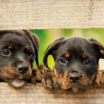 Dog of the Day - 8th February 2021 - Rottweiler Puppies