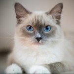 Cat of the Day - 9th February 2021 - Ragdoll