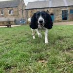 Dog of the Day - 12th February 2021 - Ted