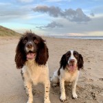 Dog of the Day - 13th February 2021 - Oakley and Rowan