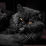 Cat of the Day - 13th February 2021 - Black Persian