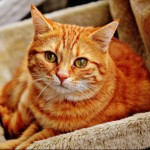 Cat of the Day - 16th February 2021 - Red Mackerel Tabby