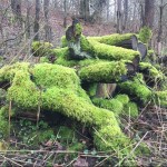 Photo of the Day - 10th February 2021 - Winter Moss