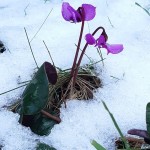 Photo of the Day - 13th February 2021 - Spring is coming