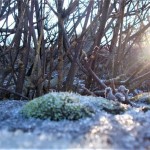 Photo of the Day - 15th February 2021 - Alien Landscape