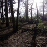 Photo of the Day - 16th February 2021 - Woodland Walk