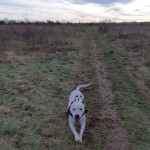 Dog of the Day - 20th February 2021 - Dexter