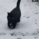 Cat of the Day - 18th February 2021 - Snow Panther