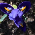 Photo of the Day - 17th February 2021 - Iris