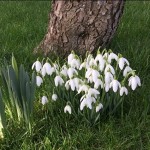 Photo of the Day - 19th February 2021 - First sign of spring