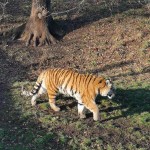 Photo of the Day - 23rd February 2021 - Tiger Tiger