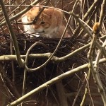 Cat of the Day - 24th February 2021 - Nesting cat