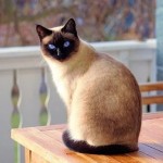 Cat of the Day - 26th February 2021 - Siamese