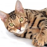 Cat of the Day - 27th February 2021 - Bengal