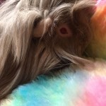 Pet of the Day - 1st March 2021 - Tim