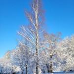 Photo of the day - 9th March 2021 - Trees in the snow