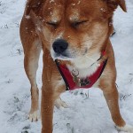 Pet of the Day - 5th March 2021 - Arthur