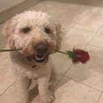 Pet of the Day - 6th March 2021 - Dougie