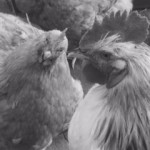 Pet of the Day - 7th March 2021 - Chickens
