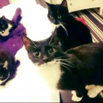 Pet of the Day - 8th March 2021 - 7 Cats!
