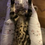 Pet of the Day - 9th March 2021 - Biancas & Mikes kitten