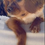 Dog of the Day - 21st May 2020