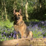 Dog of the Day - 22nd May 2020