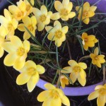Photo of the day - 15th March 2021 - Spring crocuses